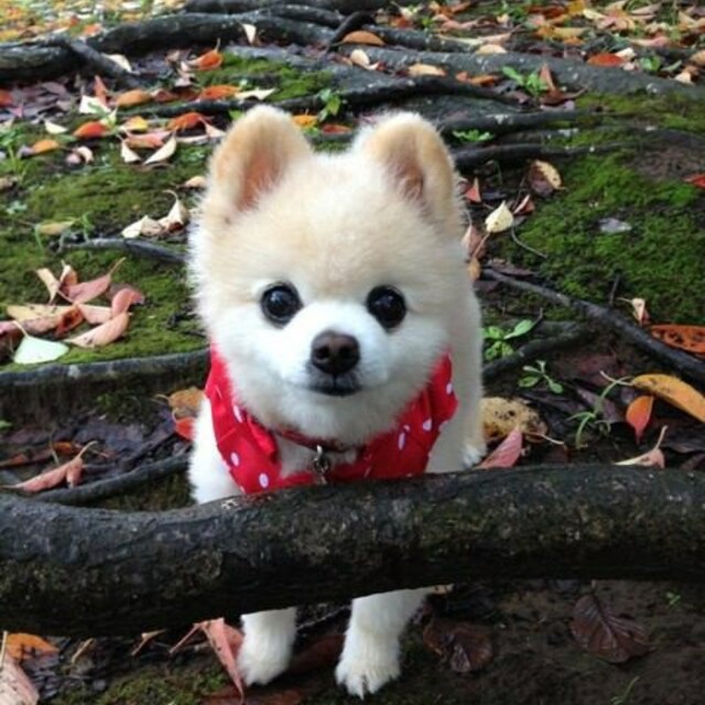 peko(*^o^*)