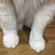 jingのアイコン