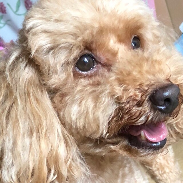 たかぴ