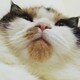 Paiのアイコン