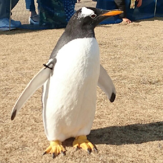 しーちゃん