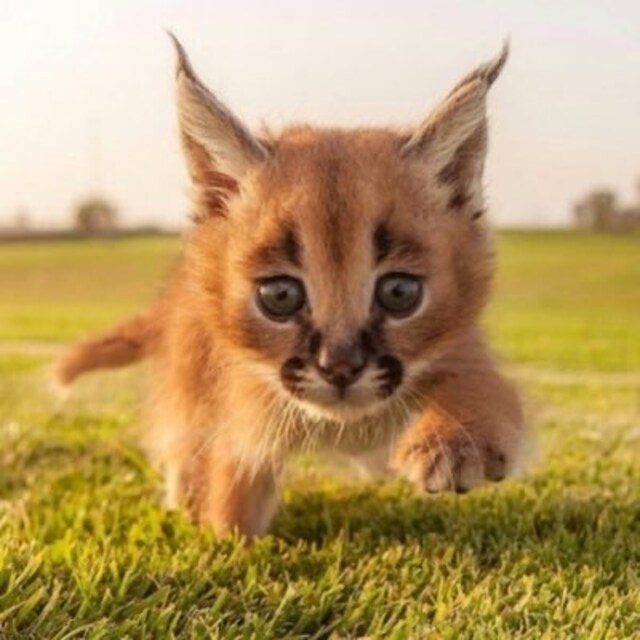 ねここにゃん