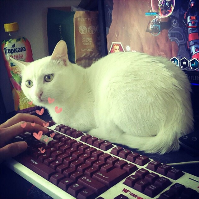小熊猫是小大熊猫