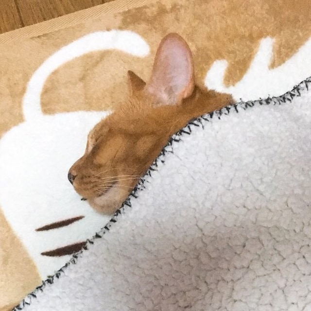 Mimomo