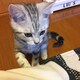 あるみのアイコン