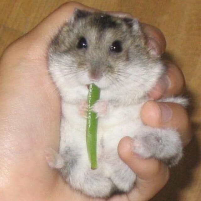みかりん