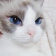 gwendorのアイコン