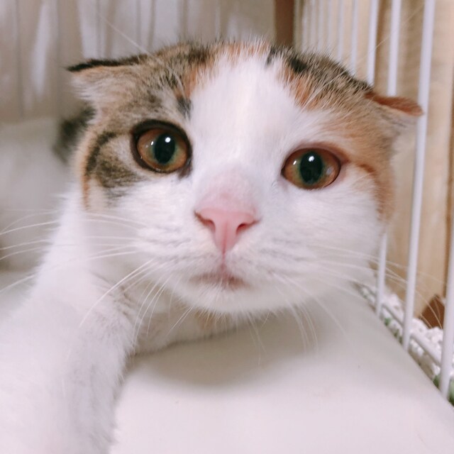 愛 恵
