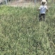 ichiのアイコン