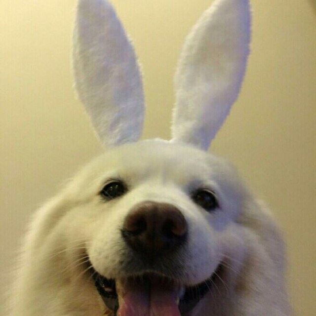 犬shy