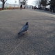 そしーのアイコン