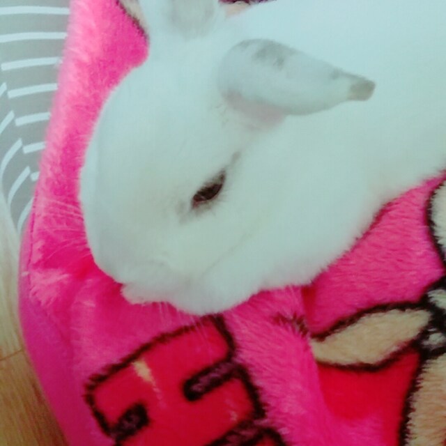 のびやん