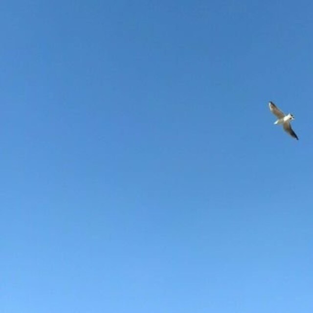鳥❣️