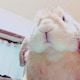 ごとう🐰のアイコン