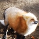 キツネのアイコン