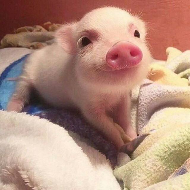 ぶたのすけ