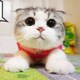 雪婷想变成汪汪碎冰冰のアイコン