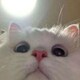 麻酱杀手zzzのアイコン