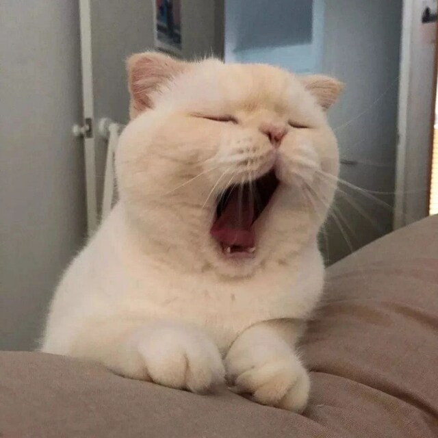 柚子街的肥宅猫w