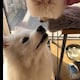 白羊座rabbitのアイコン