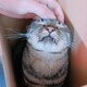 しゅしゅのアイコン