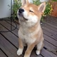 nabezoooのアイコン