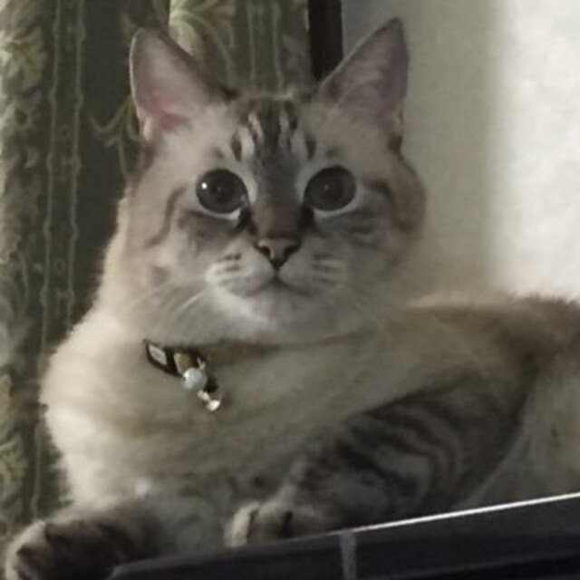 ことみ