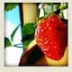 honey*のアイコン