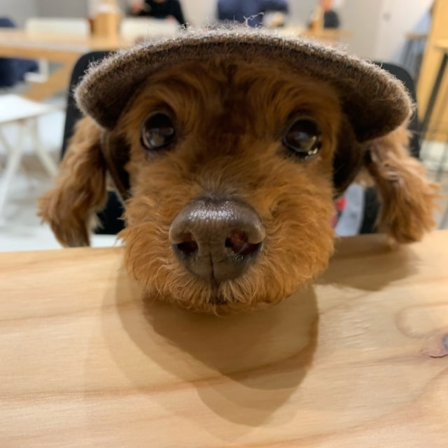Richard(リチャード・犬)