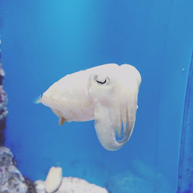 ぱ