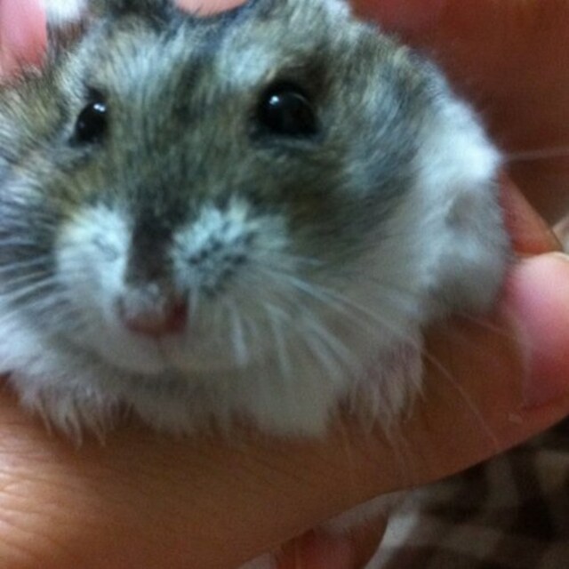 なおこ