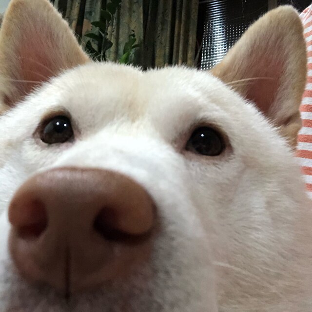 彭嘉翎