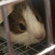 ハヤシのアイコン
