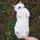 mamaofoxのアイコン
