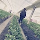 Kazuki Tauchitiのアイコン