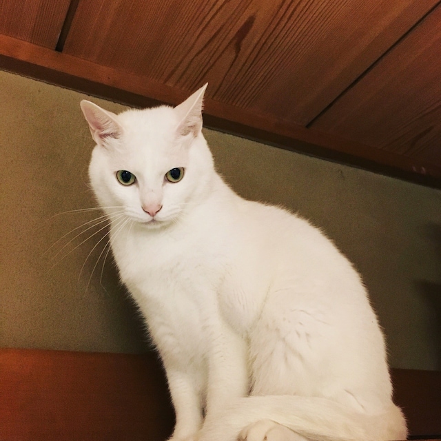 みんみ