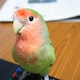pekoのアイコン