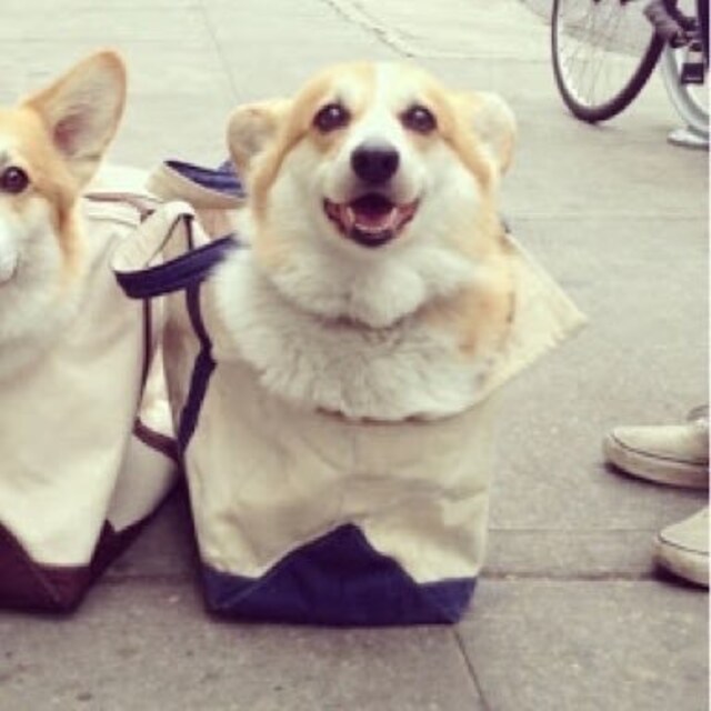 巧也