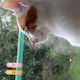 コアラ桃のアイコン