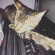 タグチのアイコン