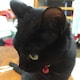 やくんのアイコン