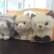ねこのアイコン