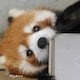 双崽のアイコン