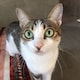 Pのアイコン