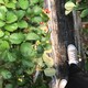 しぶきちのアイコン