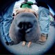 サトタのアイコン