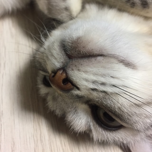 シマダマコト