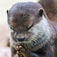 かわうそのアイコン