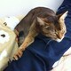 こんぺいとのアイコン
