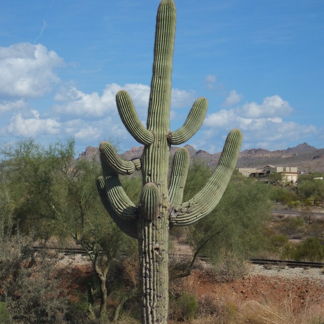 misscactus